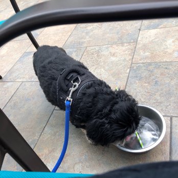 Lamas - They are so nice to bring Raider a water bowl! - Mexican Near Me - Half Moon Bay, California Lamas - They are so nice to bring Raider a water bowl! - Mexican Near Me - Half Moon Bay, California