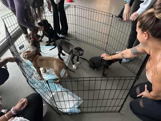 Atlanta Humane Society by null