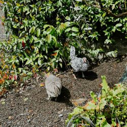 Pistils Nursery - Chickens