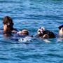 Photo of Waikoloa Coast Divers