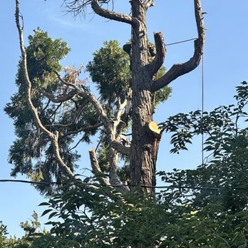 Special Tree Service - Halfway through the process of removing 65ft tree. - Tree Services Near Me - La Crescenta, California Special Tree Service - Halfway through the process of removing 65ft tree. - Tree Services Near Me - La Crescenta, California