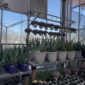 The Home Depot - Aloe Vera is her name! - Hardware Stores Near Me - Charlotte, North Carolina The Home Depot - Aloe Vera is her name! - Hardware Stores Near Me - Charlotte, North Carolina