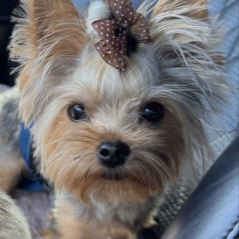 ACCESS Pasadena - Lucie - Emergency Pet Hospital Near Me - Pasadena, California