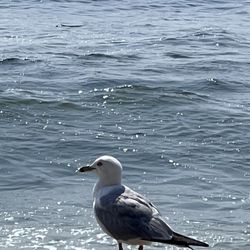 Manasquan Beach