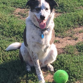 SAGE Veterinary Centers - Concord - Veterinarians Near Me - Concord, California