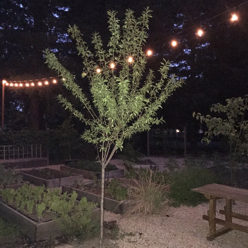 Harvest Table - Chef garden at night! - New American Near Me - St Helena, California Harvest Table - Chef garden at night! - New American Near Me - St Helena, California