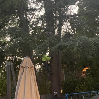 Mendoza's Professional Tree Service - Marcos saving our cat! - Tree Services Near Me Mendoza's Professional Tree Service - Marcos saving our cat! - Tree Services Near Me