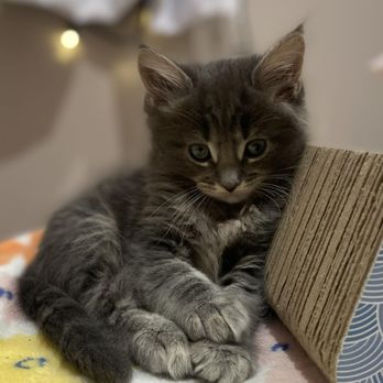 Sandra’s Maine Coon Kittens - Pet Breeders Near Me - South Windsor, Connecticut Sandra’s Maine Coon Kittens - Pet Breeders Near Me - South Windsor, Connecticut