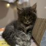 Sandra’s Maine Coon Kittens