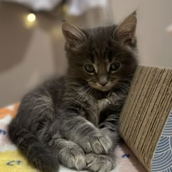 Sandra’s Maine Coon Kittens