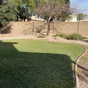 Misael Tree Service - Before with dead mesquite - Tree Services Near Me