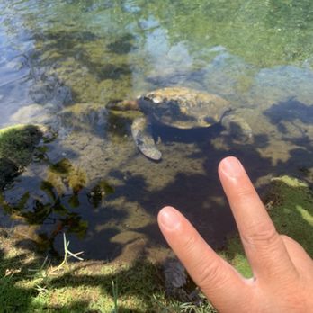 Carlsmith Beach Park - Parks Near Me - Hilo, Hawaii