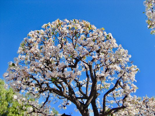Malaga Cove by null