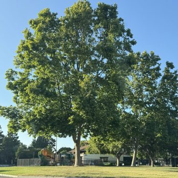 Brookvale Plaza Park - From the Lucky parking lot - Parks Near Me - Fremont, California Brookvale Plaza Park - From the Lucky parking lot - Parks Near Me - Fremont, California
