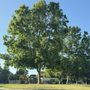 Photo of Brookvale Plaza Park