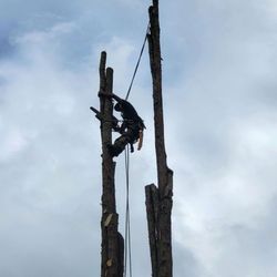 Tree Carex - This tree was a bit hard because it was the house really close