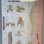 Photo of California Chiropractic