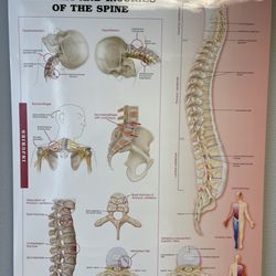 California Chiropractic - I became a doctor over night with this chart.