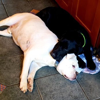 A Peaceful Ending - Veterinarians Near Me A Peaceful Ending - Veterinarians Near Me
