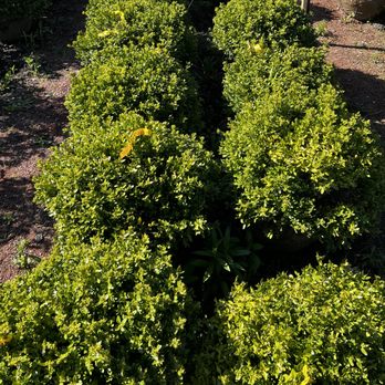 Rolling Hills Nursery - Green velvet boxwood - Nurseries & Gardening Near Me - Lincolnshire, Illinois Rolling Hills Nursery - Green velvet boxwood - Nurseries & Gardening Near Me - Lincolnshire, Illinois