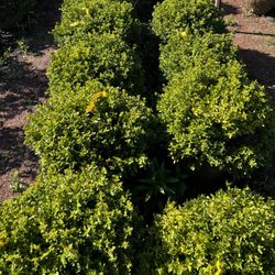 Green velvet boxwood