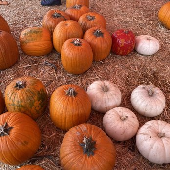 Acostas Pumpkin Patch and Christmas Trees - Christmas Trees Near Me - Redondo Beach, California Acostas Pumpkin Patch and Christmas Trees - Christmas Trees Near Me - Redondo Beach, California