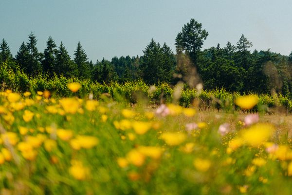 Evening Land Vineyards by null