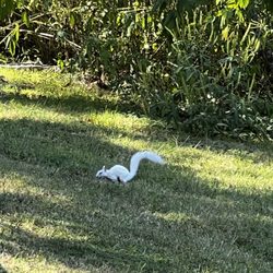 Fred George Greenway and Park - Albino squirrel