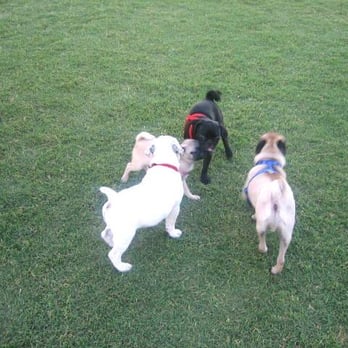 Chaparral Off Leash Area - Pugs! - Dog Parks Near Me - Scottsdale, Arizona Chaparral Off Leash Area - Pugs! - Dog Parks Near Me - Scottsdale, Arizona