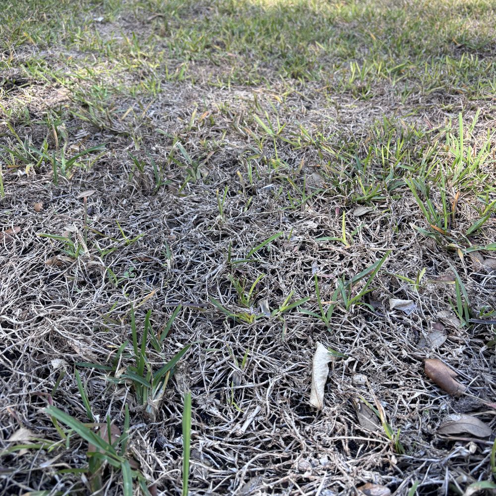 Three J Landscape - after new company sprayed for weeds - Lawn Services Near Me Three J Landscape - after new company sprayed for weeds - Lawn Services Near Me
