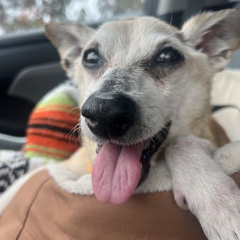 Dr Marchi - Pet Euthanasia at Home - Charlie 3 - Pet Services Near Me - Long Beach, California