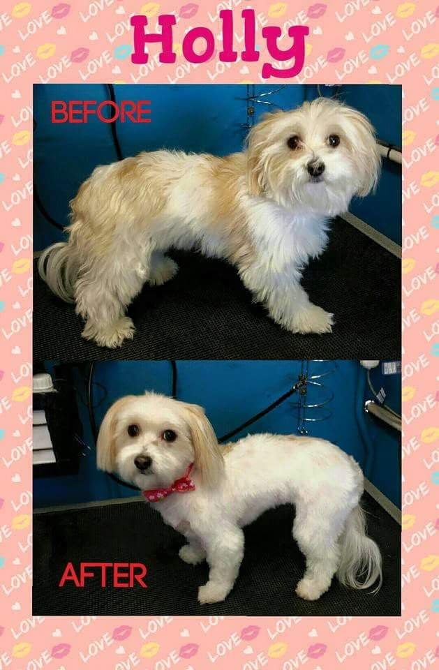 PAMPER MY PAWS MOBILE DOG GROOMING Liverpool New South Wales