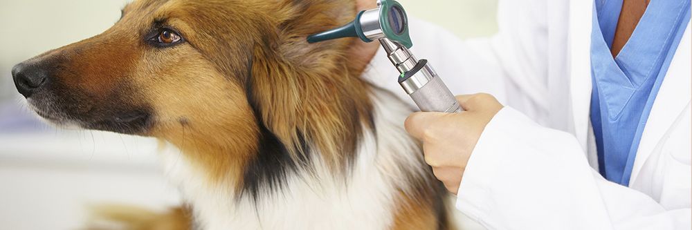 Village Animal Clinic-David Butler DVM - pet boarding facility in Baton Rouge, LA