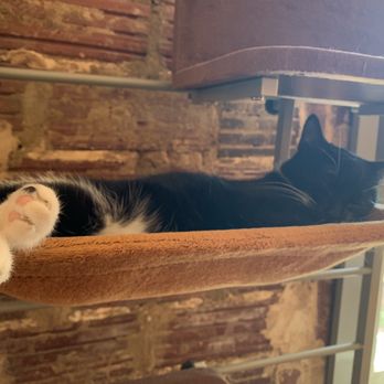 Mac Tabby Cat Cafe - Themed Cafes Near Me - Charlotte, North Carolina Mac Tabby Cat Cafe - Themed Cafes Near Me - Charlotte, North Carolina