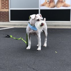 Modern Pet Salon - Ballantyne - Schnapps the Schnoodle