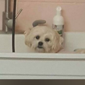 Community Veterinary Clinic - This is jeny.I'm a retired groomer, so that's why she's in the tub. - Veterinarians Near Me - Grove City, Ohio Community Veterinary Clinic - This is jeny.I'm a retired groomer, so that's why she's in the tub. - Veterinarians Near Me - Grove City, Ohio