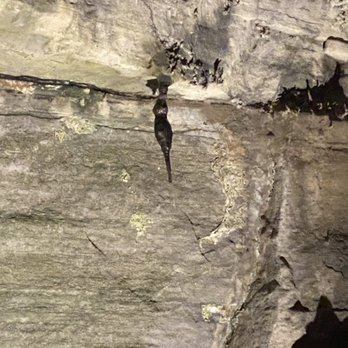 Howe Caverns - Dead mouse some kid brought into the cave and it escaped and froze to the ceiling. Jack told us an amazing story! - Tours Near Me - Howes Cave, New York