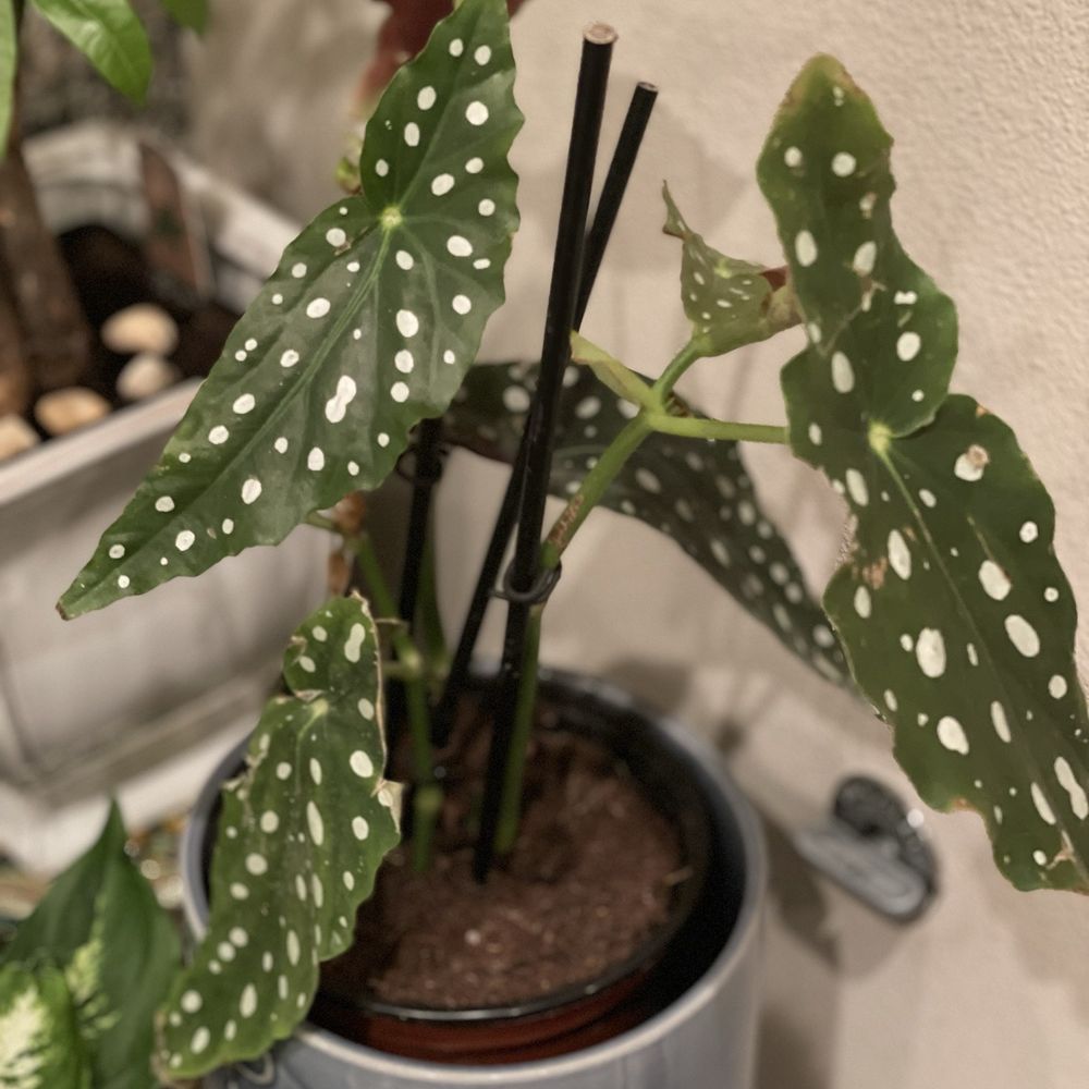Begonia Maculata at $19