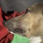 Photo of Ohio Valley Veterinary Hospital