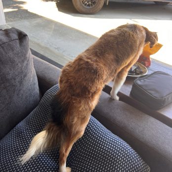 California Groomin' - After shave down. - Pet Groomers Near Me - Salinas, California California Groomin' - After shave down. - Pet Groomers Near Me - Salinas, California