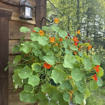 Flying Squirrel - Bakeries Near Me - Talkeetna, Alaska Flying Squirrel - Bakeries Near Me - Talkeetna, Alaska