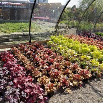 Crooked Tree Nursery - Nurseries & Gardening Near Me - Owosso, Michigan