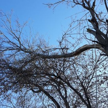 Alvarez Tree Care - Broken limb. - Tree Services Near Me Alvarez Tree Care - Broken limb. - Tree Services Near Me