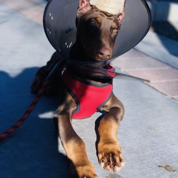 Michael Butchko, DVM - Veterinarians Near Me - Riverside, California