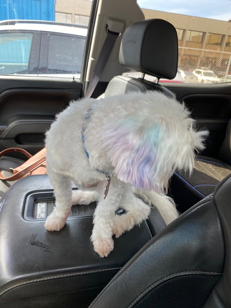 MAUI MUTT HUT Updated August 2024 33 Photos & 33 Reviews 1295 S