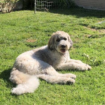 Balancing Paws Dog Training - Pet Training Near Me Balancing Paws Dog Training - Pet Training Near Me