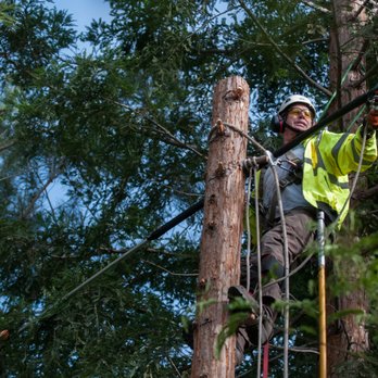 Tree Wise - Tree Services Near Me - Danville, California