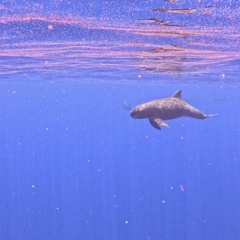 Dolphin Excursions Hawaii - Pygmy Killer Whale - Snorkeling Near Me - Waianae, Hawaii Dolphin Excursions Hawaii - Pygmy Killer Whale - Snorkeling Near Me - Waianae, Hawaii