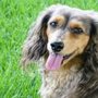 Photo of Todd Cooney, DVM - Natural Animal Consulting