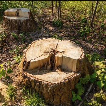Integrity Tree - Stump Grinding and Removal. - Tree Services Near Me